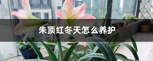 朱顶红冬天怎么养护