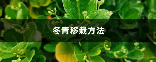 冬青移栽方法