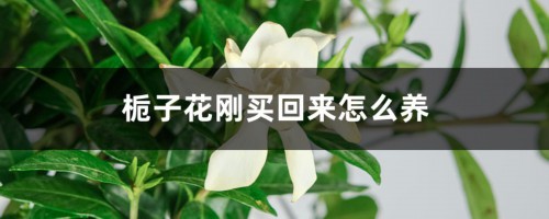 栀子花刚买回来怎么养