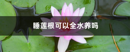 睡莲根可以全水养吗