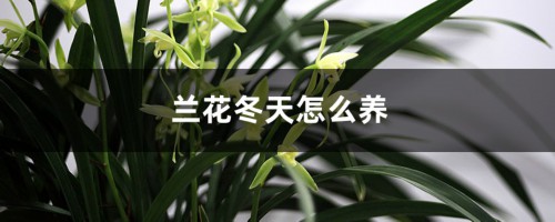 兰花冬天怎么养